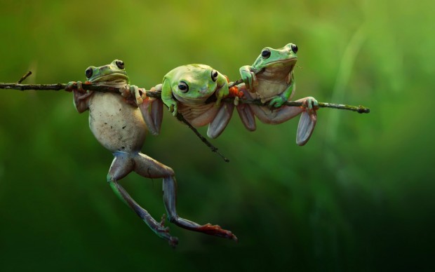 Harfian Herdi, frog story, 2015. Copyright: ©Harfian Herdi, Indonesia, Shortlist, Nature &Wildlife, Open, 2015 Sony World Photography Awards