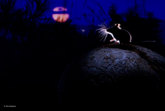 Alexander Badyaev, Russia/USA - The mouse, the moon and the mosquito. Wildlife Photographer of the Year 2014, Vincitore categoria Mammiferi