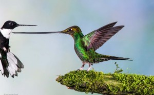 Jan van der Greef, Olanda - Touché. Finalista categoria Volatili, Wildlife Photographer of the Year 2014