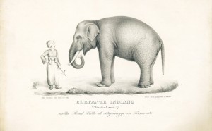 fritz-elefante-a-stupinigi