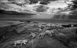 Michael 'Nick' Nichols, USA - Wildlife Photographer of the Year 2014 - Vincitore categoria Bianco e Nero