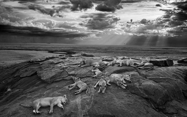 Michael 'Nick' Nichols, USA - The last great picture. Wildlife Photographer of the Year 2014 e Vincitore  categoria Bianco e Nero
