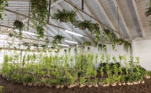 La vigna in giardino a Milano