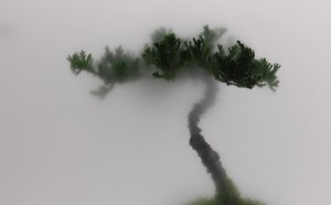 Wu Chi-Tsung, Still Life 01-Pine, 2009, Courtesy l'artista e TINA KENG GALLERY