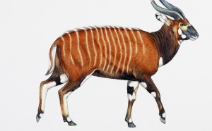 Bongo Jonathan Kingdon