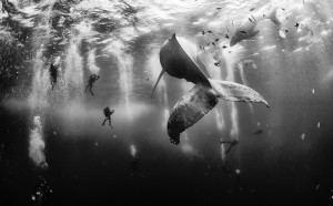 National Geographic Photo Contest 2015 Winner