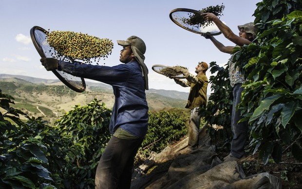 Steve McCurry, Coltivatori di caffé in una piantagione a Lambari, Brasile, 2010