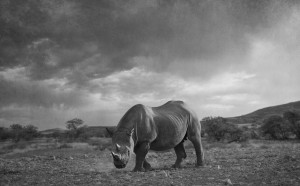 Animal Fashion, Ph. Jere Hietala, mostra a Milano