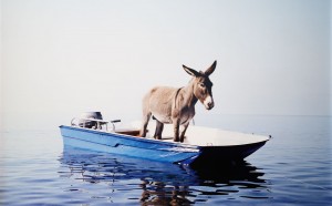 Paola Pivi  Senza titolo (Asino), 2003 Stampa fotografica montata su lastra Dibond 180 x 224 cm (con cornice) Collezione Privata dell’Avv. Giuseppe Iannaccone, Milano