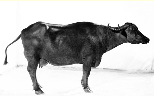 Ottavio Celestini bubalus fotografie di bufale in bianco e nero