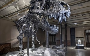 Tristan, scheletro Tyrannosaurus rex, museo di storia naturale di Berlino