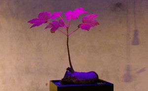 Michel Blazy, Avocat, 1997