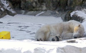 Rose-Rachel_Sitting-Feeding-Sleeping_film-still_2013