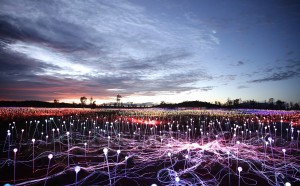 Field of Light Uluru. Photo Credits: Mark Pickthall