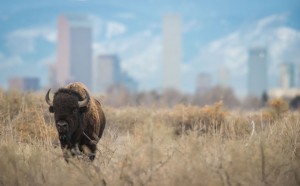 Dawn Wilson, Bisonte davanti allo skyline di Denver, Colorado