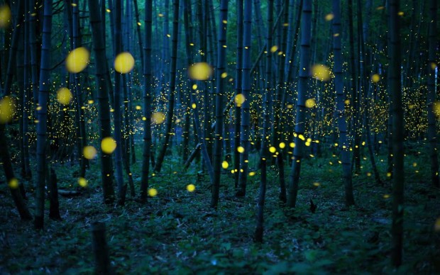 Enchanted Bamboo Lights © Kei Nomiyama, Japan, Open Photographer of the Year, 2016 Sony World Photography Awards