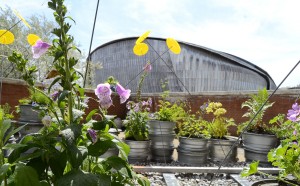 roma festival del verde e del paesaggio