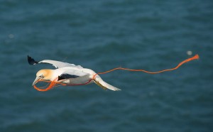 Bonora Maurizio, Eleganza, cat. Wildlife