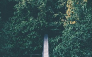 foresta.terni festival case sull'albero call