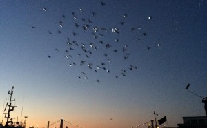 duke riley fly by night piccioni new york performance