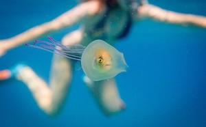 tim samuel pesce intrappolato nella medua australia