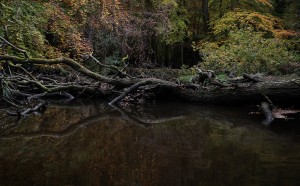 Ellie Davis Half-Light-2-2016