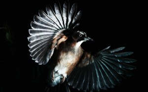 Manabu Miyazaki, Jay, Nagano (Japan), 2016 Color Photograph Collection of the artist. © Manabu Miyazaki