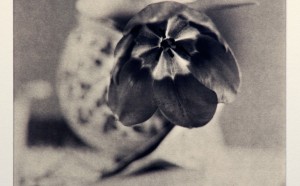 Yoshie Nishikawa, Purificazione, 2014