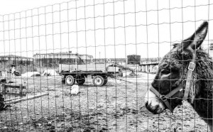 animalia museo storia naturale venezia mostra fotografia