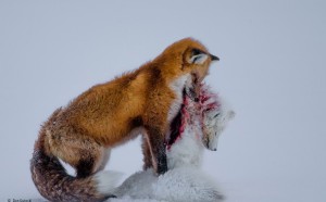 Wildlife Photographer of the Year 2015 Grand title winner Winner 2015 Mammals Don Gutoski, Canada A tale of two foxes