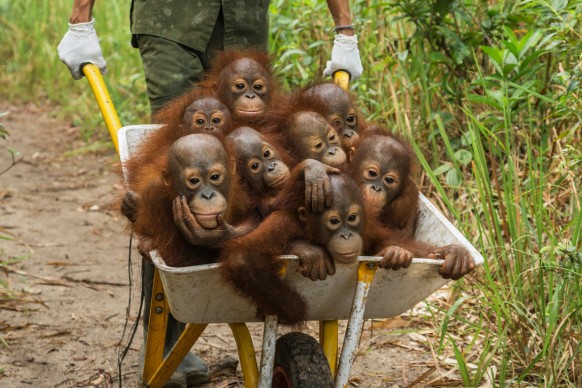 © Tim Laman - Tough Times for Orangutans, World Press Photo 2016