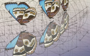 sezione aurea fenomeni naturali illustrati Rafael Araujo