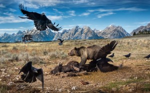 Un orso grizzly sulla carcassa di un bisonte nel Grand Teton National Park, Wyoming, USA © Charlie Hamilton James, Wildlife Photographer of the year, Mammals Finalist