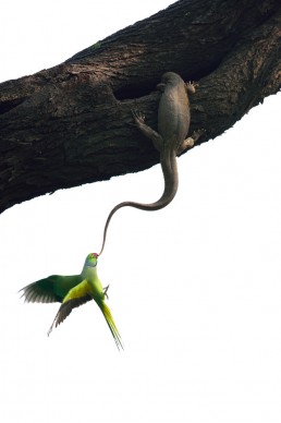 © Ganesh H. Shankar, Wildlife Photographer of the Year, Birds winner