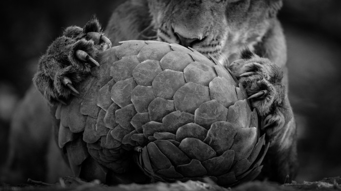 © Lance van de Vyver, Wildlife Photographer of the year, Black and White Finalist