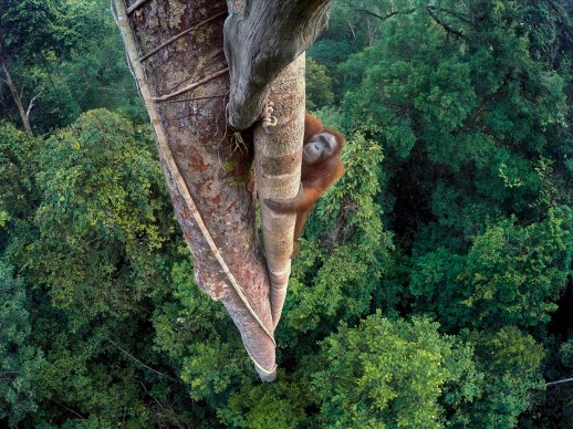 Orangotango aggrappato a un albero a 30 metri di altezza nella foresta tropicale del Gunung Palung National Park, West Kalimantan, Indonesia © Tim Laman, Wildlife Photographer of the Year, Grand title winner