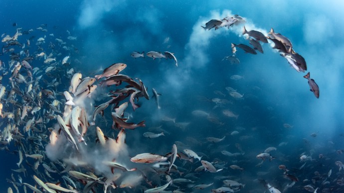 Un banco di Lutjanus bohar © Tony Wu, Wildlife Photographer of the Year, Under Water winner