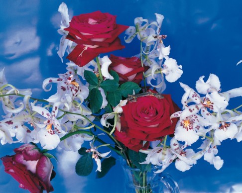 Nobuyoshi Araki, Fotografia dalla serie Flowers cibachrome, 49 x 59 cm © l’artista