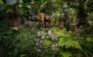 Anne de Carbuccia, Elefanti - Madre e Figlio, Tailandia, Febbraio 2015
