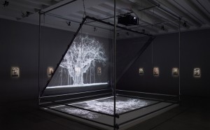 Mat Collishaw, Installation view, 2017, Courtesy the artist and BlainSouthern, Photo Peter Mallet