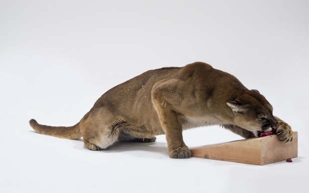 Photographic study for Mountain Lion Attacking a Dog © Charles Ray Photograph by Joshua White