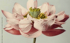 Ogawa Kazumasa, Fiori di Loto, 1895, ©2017, Museo delle Culture Lugano/Fondazione “Ada Ceschin e Rosanna Pilone”