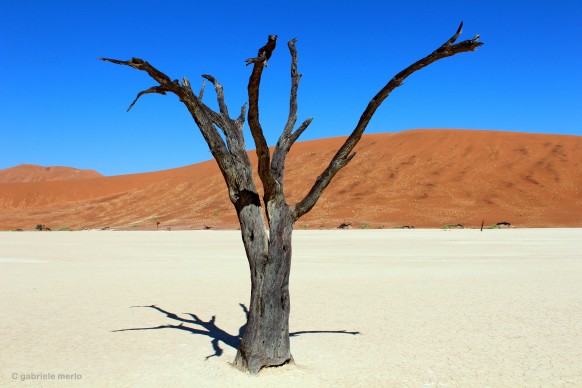 © Gabriele Merlo DEAD VLEI STAND ALONE, Namibia