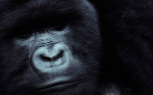 Michael Nichols, Mrithi, Volcanoes National Park, Rwanda, 1981