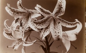 Wilhelm Weimar,Lilie, Museum fur Kunst und Gewerbe Hamburg, CC0