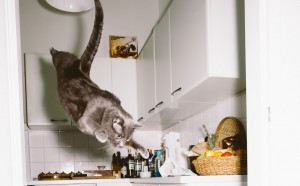 Jumping Cats © Daniel Gebhart de Koekkoek
