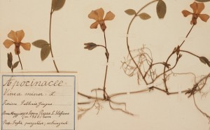 Fondazione Centro studi Nicolò Rusca Erbario Fabani apocinacee