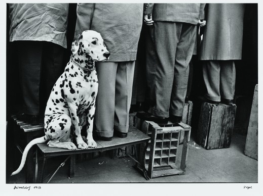 Walter Vogel, Dalmatian dog, Düsseldorf, 1956 © Walter Vogel