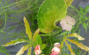 Drik Dickinson, Inside 62#, 2016, Ed. 1/5