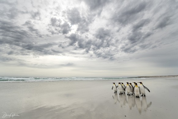 Daisy Gilardini, Pinguini reali sulla spiaggia